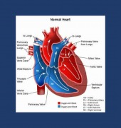 normal heart framed image healthtips images